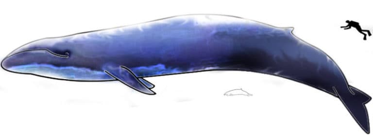 Image of a blue whale next to a human diver for scale
