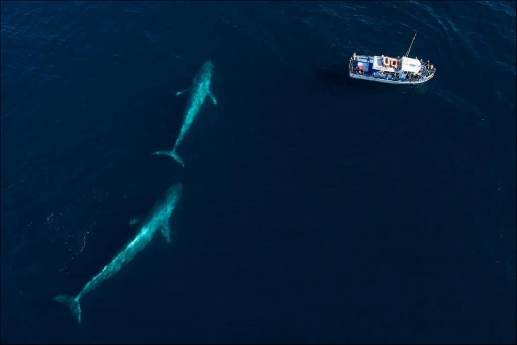 blue whales and a boat
