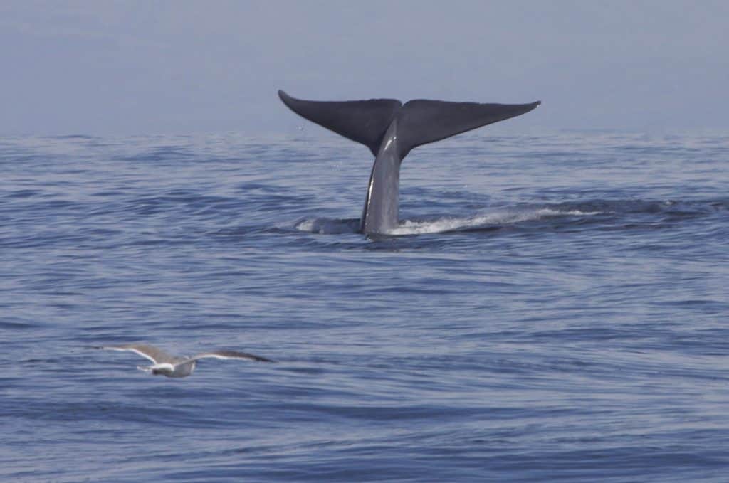 Cá voi xanh vs Cá voi vây