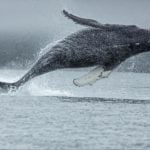 Blue whale