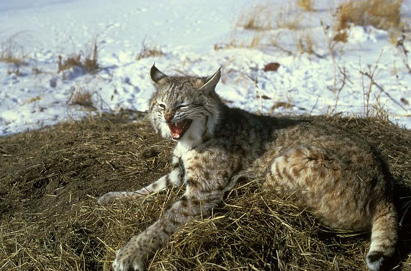 bobcats animals wallpaper