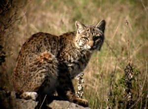 Bobcat stare