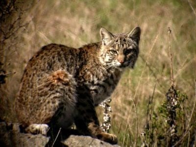 A Bobcat