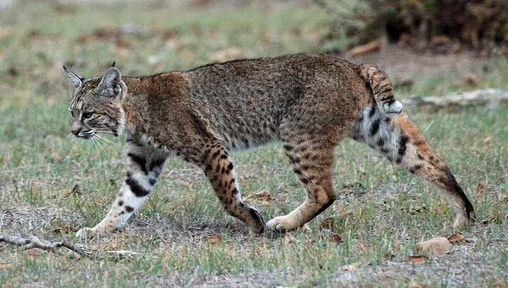Bobcats have distinct black bar markings on their forelimbs and stubby tails