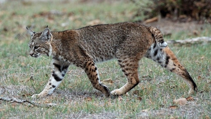 Bobcats in Texas: Types & Where They Live - A-Z Animals