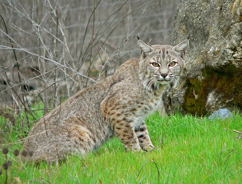 Bobcat