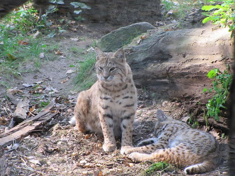 Bobcats in Alabama: How Many Are There and Are They Dangerous? - A-Z ...