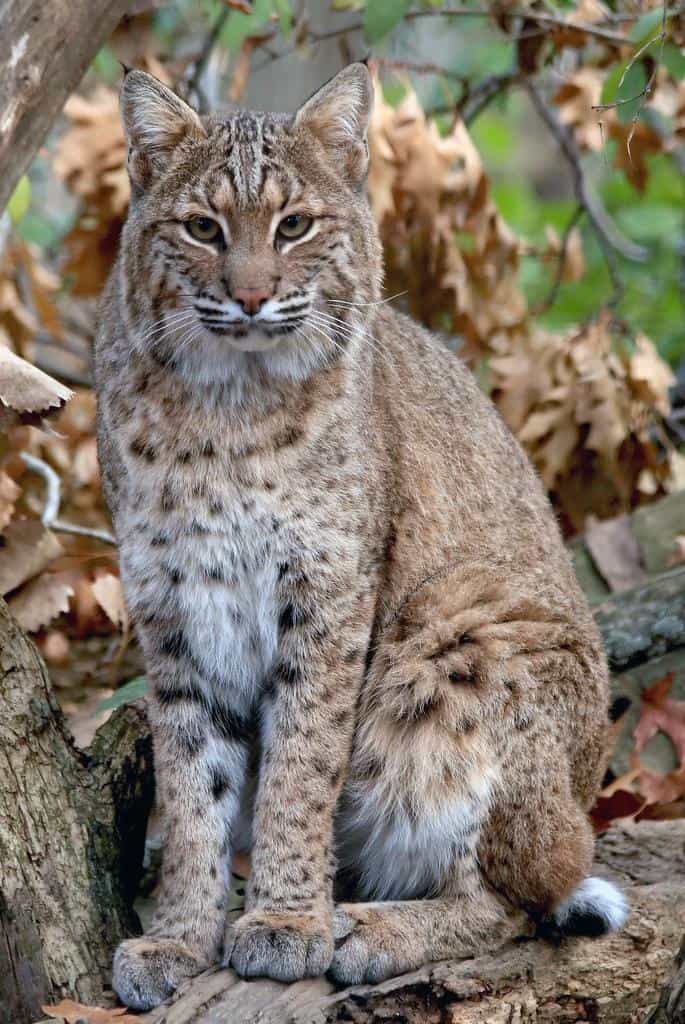 Are Bobcats Endangered A Z Animals