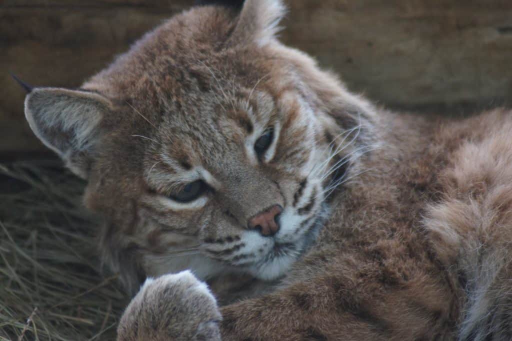 Bobcat