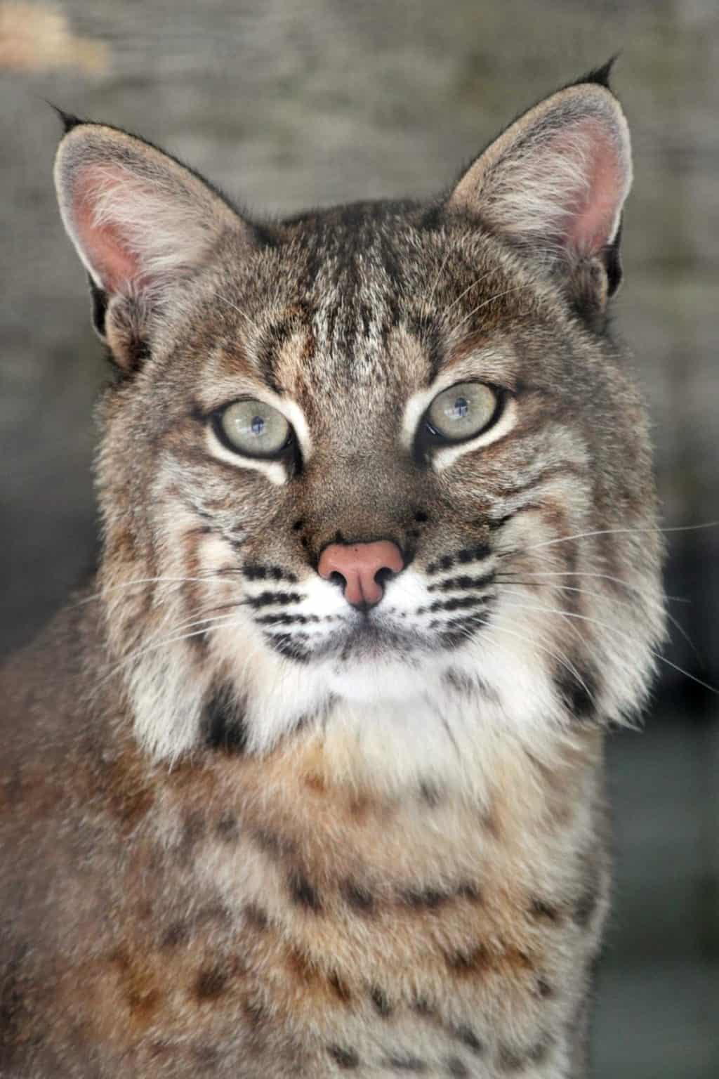 Are Bobcats Nocturnal Or Diurnal? Their Sleep Behavior Explained - A-Z ...