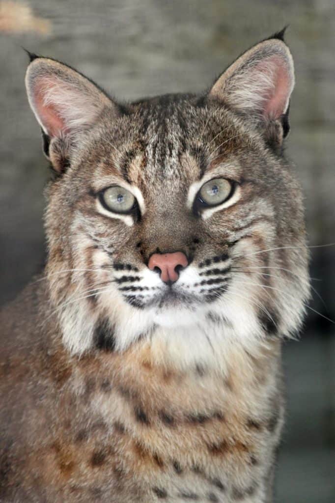 Are Bobcats Nocturnal Or Diurnal? Their Sleep Behavior Explained - A-Z