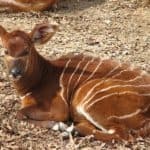 Baby Bongo at the Louisville Zoo