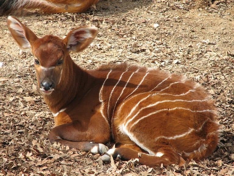 Baby Bongo at the Louisville Zoo