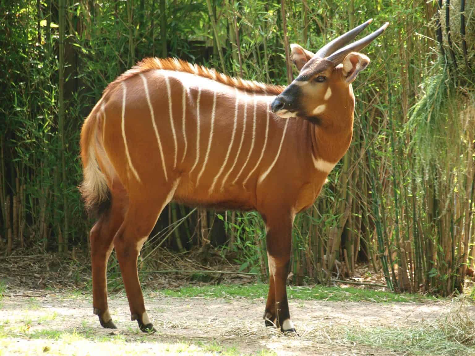 Bongo Animal Facts Tragelaphus Eurycerus A Z Animals Bongo Animal Facts Tragelaphus Eurycerus A Z Animals