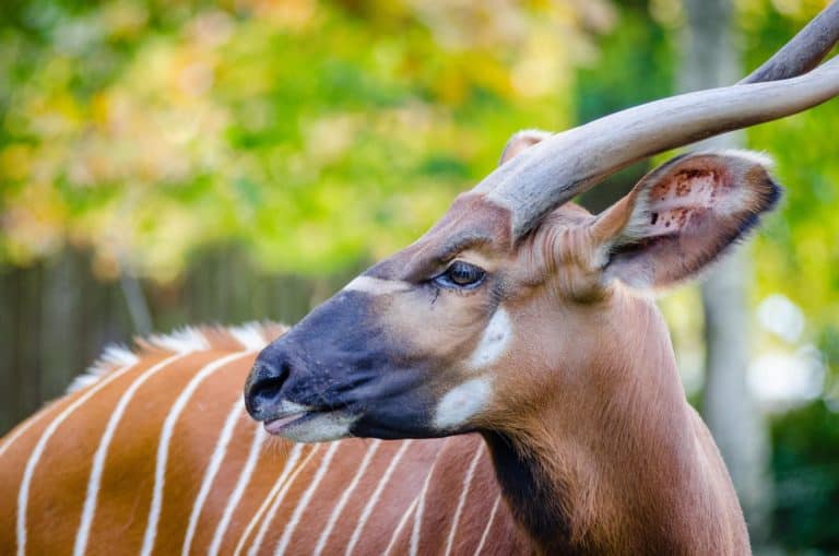 Bongo antilope antelope nikon tier tiere animal animals zoo tierpark park bokeh Tragelaphus eurycerus germany deutschland deutsch german horns hörner africa Afrika