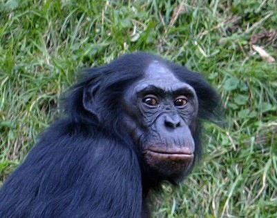 Albino Bonobo