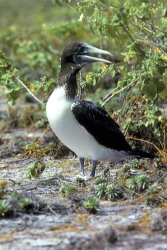 Beautiful Blue-footed Booby bird pair walking together Stock Photo