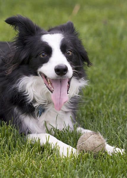 A Border Collie panting