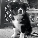 A rescued 12-week old male Border Collie pup.
