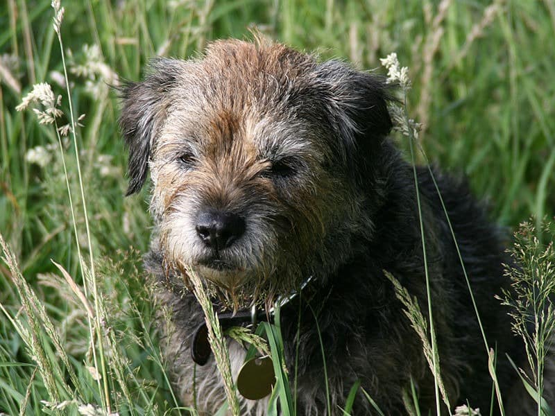 are border terriers good dogs