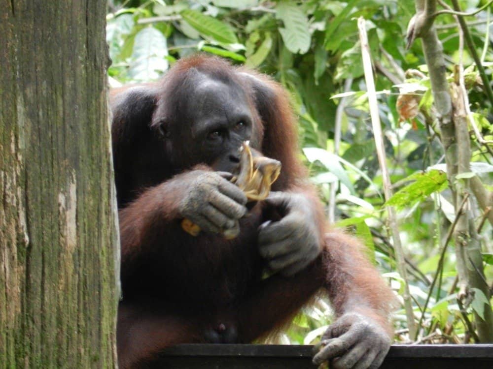 gorilla vs orangutan strength