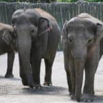 Bornean elephant