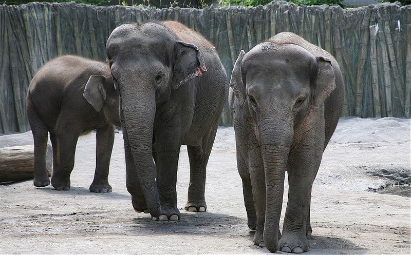 Borneo Elephants at Oregon Zoo