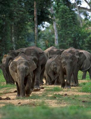 Borneo elephants (Elephas maximus borneensis)
