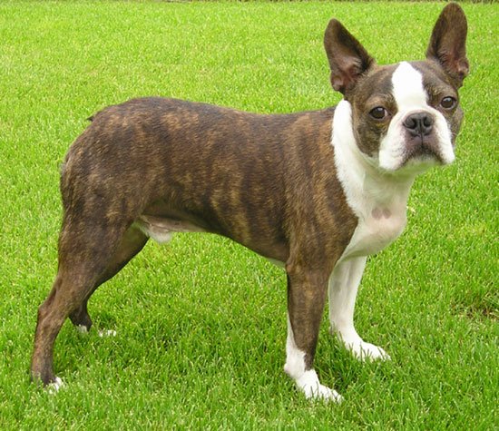 63+ Average Size Of Boston Terrier Image - Bleumoonproductions