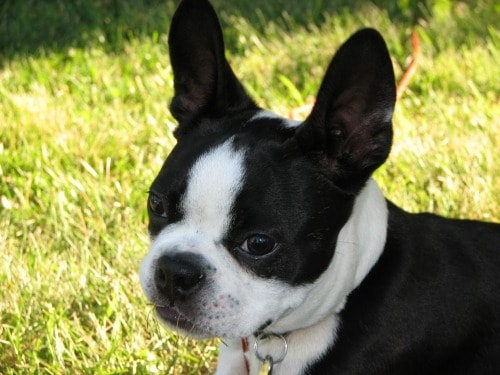 Boston Terrier Puppy