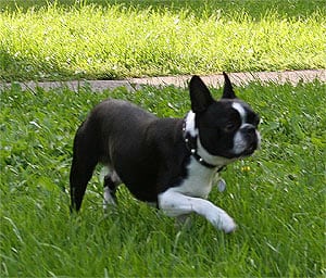 A 1.5 year-old Boston Terrier.