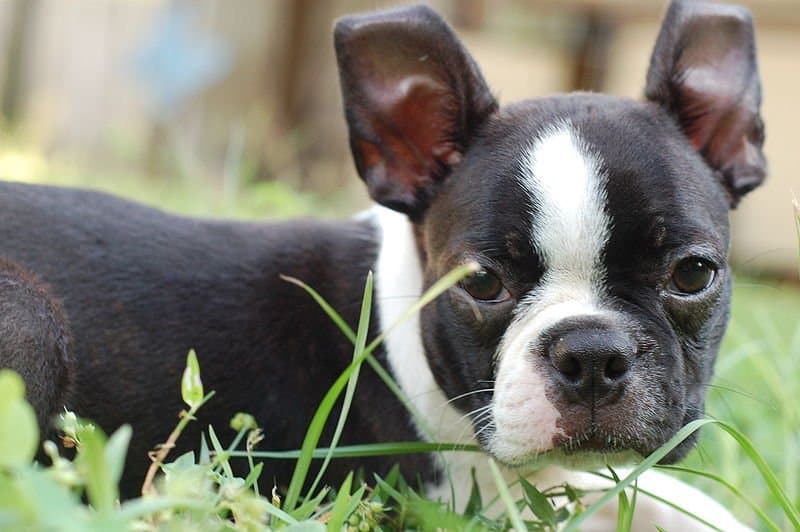 Boston terrier outlet crate size