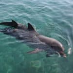 Bottlenose dolphin