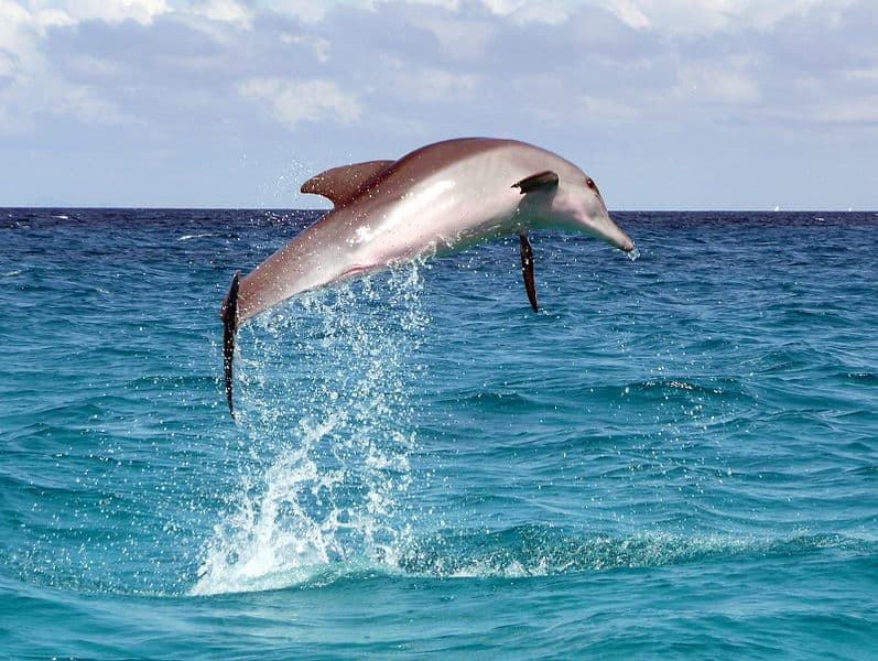 animals associated with luck dolphin