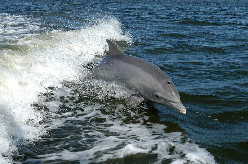 Bottlenose dolphin (Tursiops truncatus) 