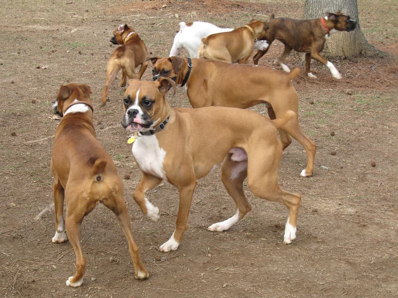 A group of Boxers playing