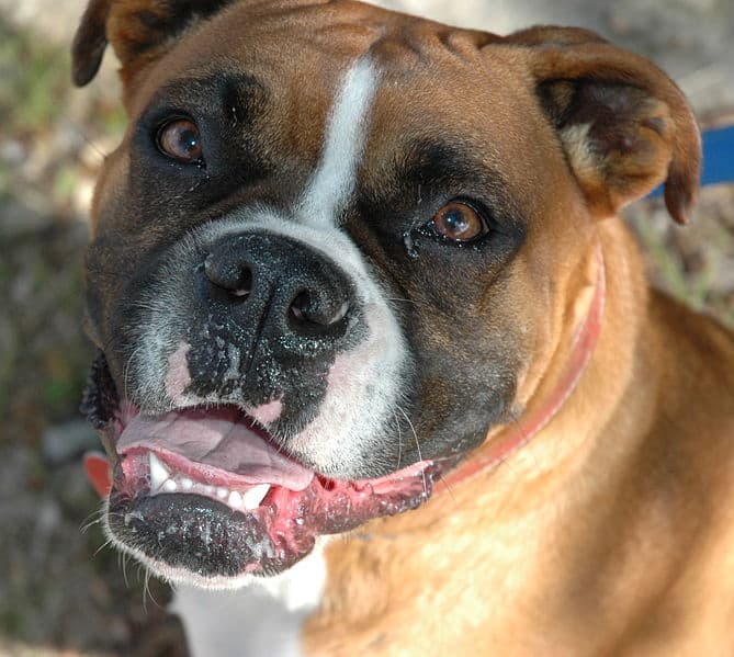 Boxer Dog close-up