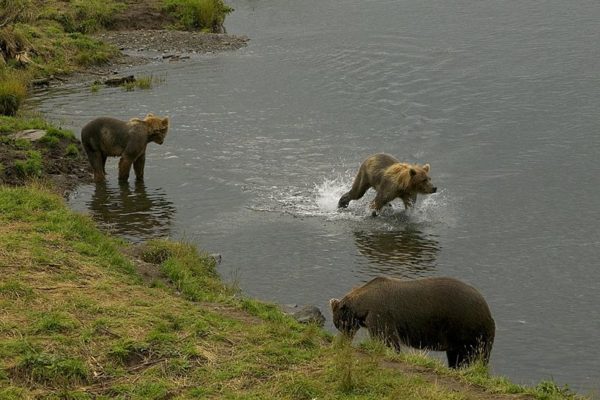 Brown bear and two cubs in stream, Kodiak National Wildlife Refuge