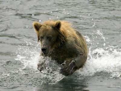 A Brown Bear