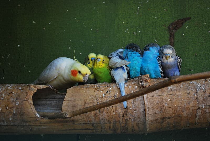 How long do cockatiels live?