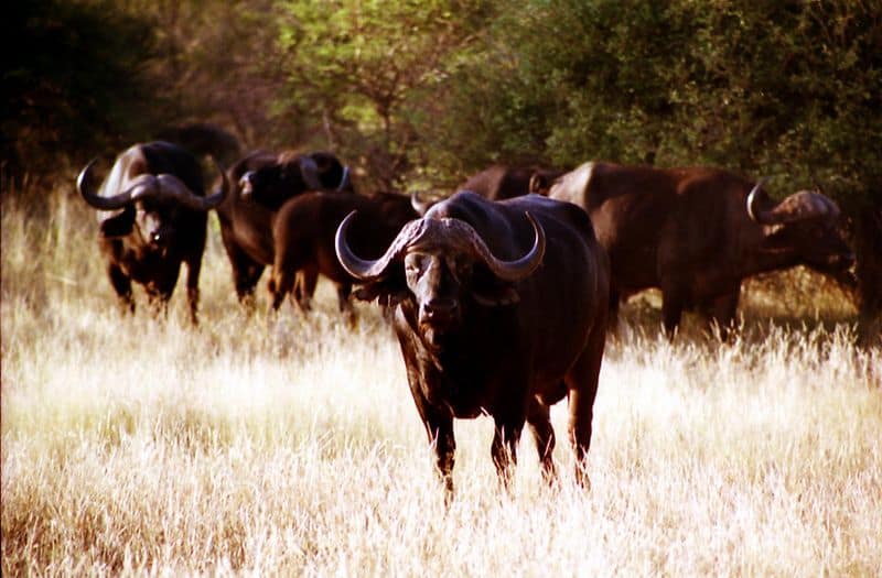 10 Incredible Buffalo Facts - A-Z Animals