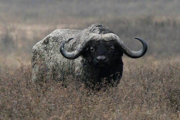 African Buffalo, Ngorongoro Crater Tanzania.