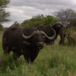 African Buffalo at Kruger, South Africa
