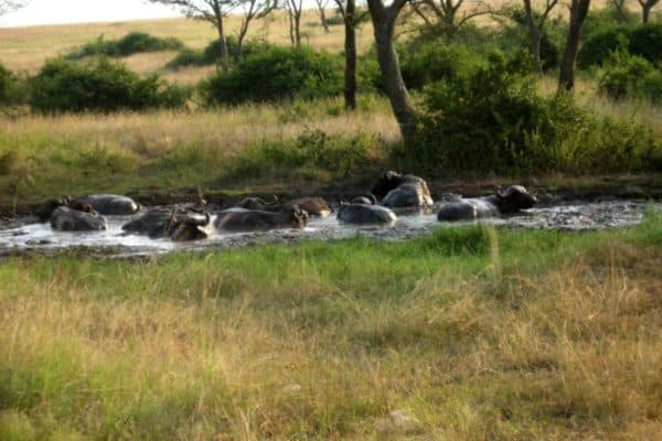 A herd of buffalo taking a mud-bath in the Queen Elizabeth National Park, Uganda