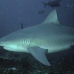 Bull shark