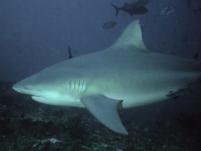 A Bull Shark