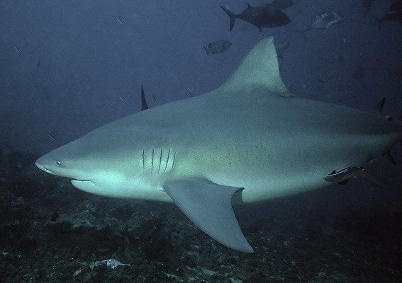 What do bull sharks eat