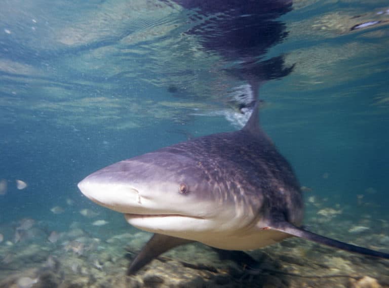 Bull shark facts - a bull shark underwater