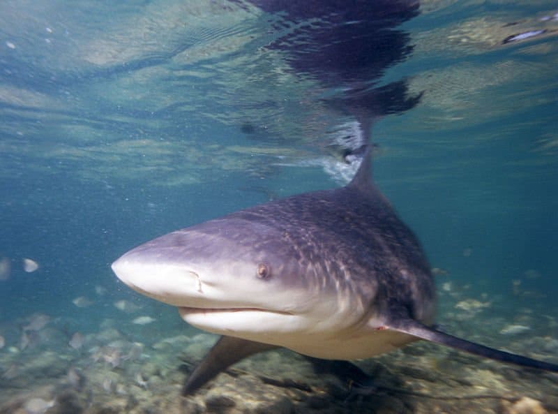 Tiger Shark Classification Chart