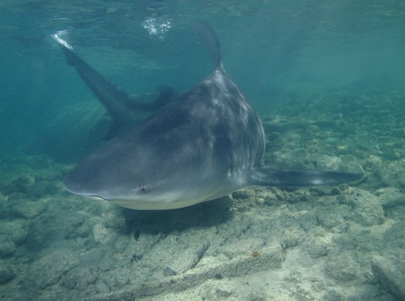 Amazon River Bull Shark